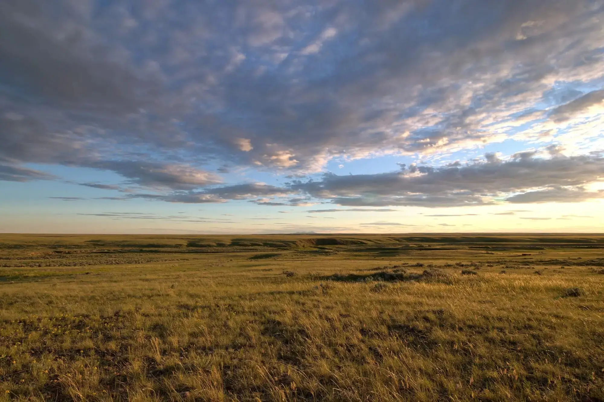 Open Alberta prairie under a wide evening sky, grassland running to a flat horizon